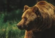 Budakeszi Vadaspark Budakeszi