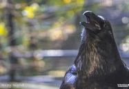 Budakeszi Vadaspark Budakeszi