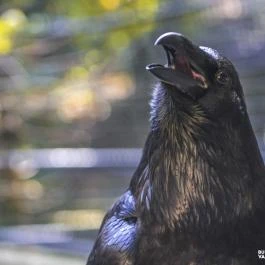 Budakeszi Vadaspark Budakeszi - Egyéb