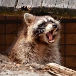 Budakeszi Vadaspark Budakeszi - Egyéb