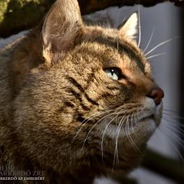 Budakeszi Vadaspark Budakeszi - Egyéb