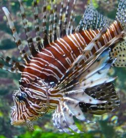 Fővárosi Állatkert Akváriuma