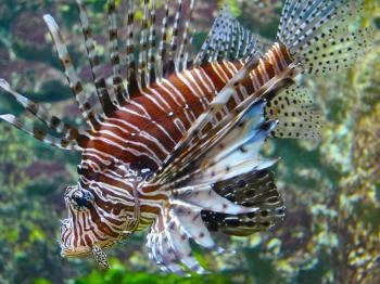 Fővárosi Állatkert Akváriuma Budapest