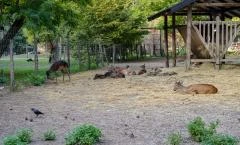 Margitszigeti Vadaspark 
