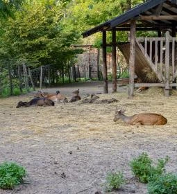 Margitszigeti Vadaspark 