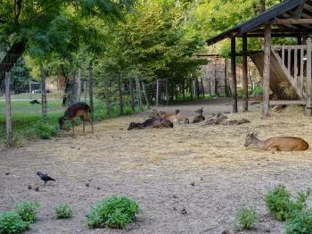 Margitszigeti Vadaspark Budapest