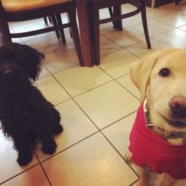 Bonjour Cafe Budapest - Egyéb