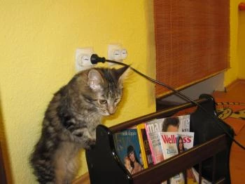 Cat Café - Damjanich utca Budapest