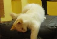 Cat Café - Damjanich utca Budapest