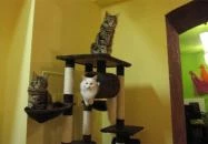 Cat Café - Damjanich utca Budapest