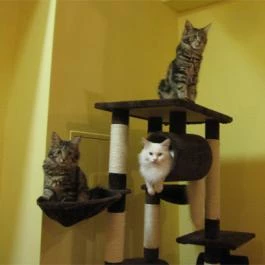 Cat Café - Damjanich utca Budapest - Egyéb