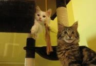 Cat Café - Damjanich utca Budapest