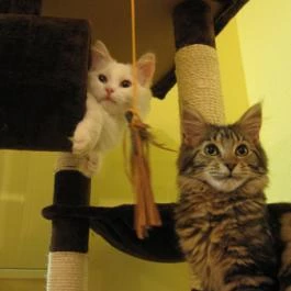 Cat Café - Damjanich utca Budapest - Egyéb