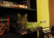 Cat Café - Damjanich utca Budapest