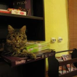 Cat Café - Damjanich utca Budapest - Egyéb