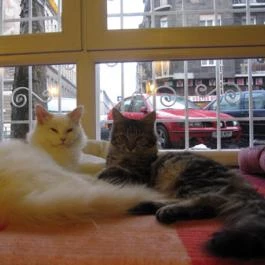 Cat Café - Damjanich utca Budapest - Egyéb