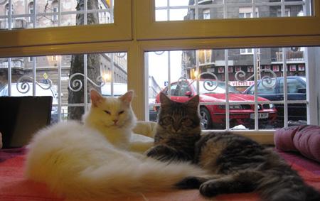 Cat Caf Damjanich utca Budapest J rt l m r itt Cat Caf Damjanich utca Budapest J rt l m r itt