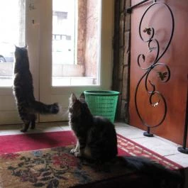 Cat Café - Damjanich utca Budapest - Egyéb