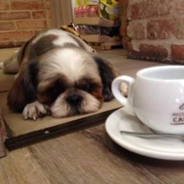 Piccolo Café Budapest - Egyéb