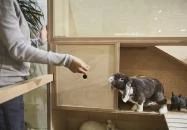 Vasmacska KávéZoo Budapest