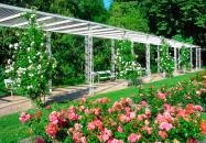 Margit-szigeti rózsakert Budapest