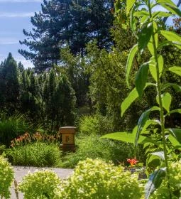 Margitszigeti Japánkert