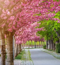 Tóth Árpád sétány