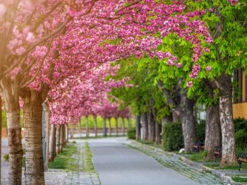 Tóth Árpád sétány Budapest