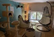 Cat Museum Budapest Budapest