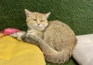 Cat Museum Budapest Budapest