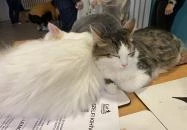 Cat Museum Budapest Budapest