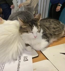 Cat Museum Budapest