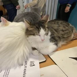 Cat Museum Budapest Budapest - Egyéb