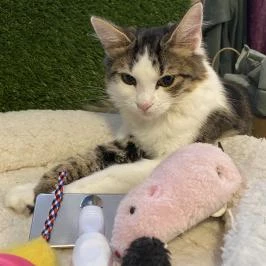 Cat Museum Budapest Budapest - Egyéb