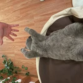 Cat Museum Budapest Budapest - Egyéb