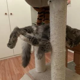 Cat Museum Budapest Budapest - Egyéb