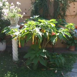 Attila Hotel Budapest - Medence/kert