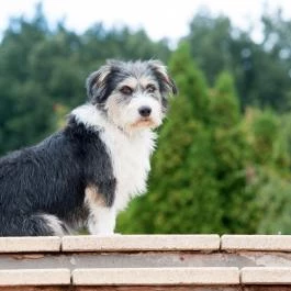 Petneházy Club Hotel Budapest - Medence/kert