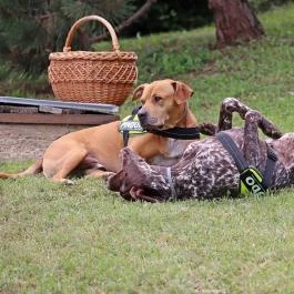 Petneházy Club Hotel Budapest - Medence/kert