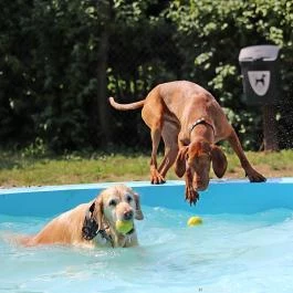 Petneházy Club Hotel Budapest - Medence/kert