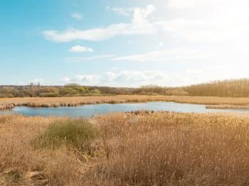 Merzse-mocsár Természetvédelmi Terület Budapest