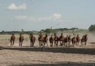 Bugaci csikósbemutató Bugac