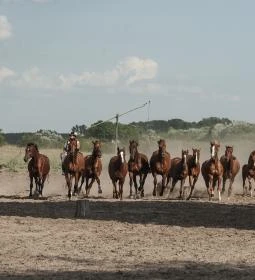 Bugaci csikósbemutató