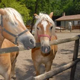 Forster Vadászkastély és Szálloda Bugyi - Medence/kert