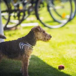 Apartman Szanyi Bük, Bükfürd? - Medence/kert