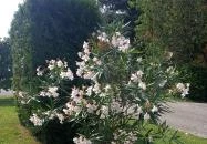 Atlas Apartman Bük, Bükfürdő