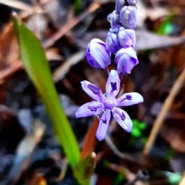 Atlas Apartman Bük, Bükfürd? - Egyéb