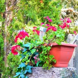 Éden Apartman Bük, Bükfürd? - Medence/kert