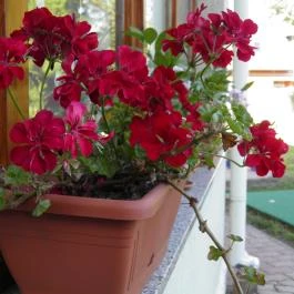 Éden Apartman Bük, Bükfürd? - Medence/kert