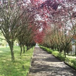 Salvus Family Pihenő Park Bükkszék - Egyéb